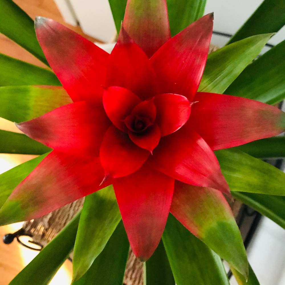 Meet your Posher, Tonia